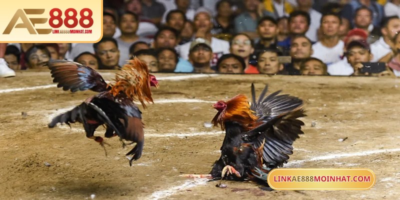 Lối Gà Chọi Hay Nhất - Bí Quyết Thắng Trận Từ Sư kê 17 Tham gia cá độ đá gà trực tuyến AE888 rất đơn giản và tiện lợi