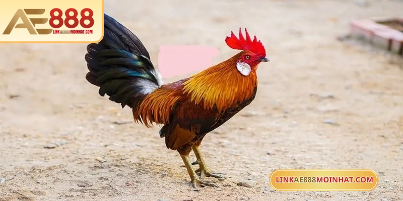 Lối Gà Chọi Hay Nhất - Bí Quyết Thắng Trận Từ Sư kê 18 Trận chiến gà tre luôn thu hút lượng lớn người chơi AE888
